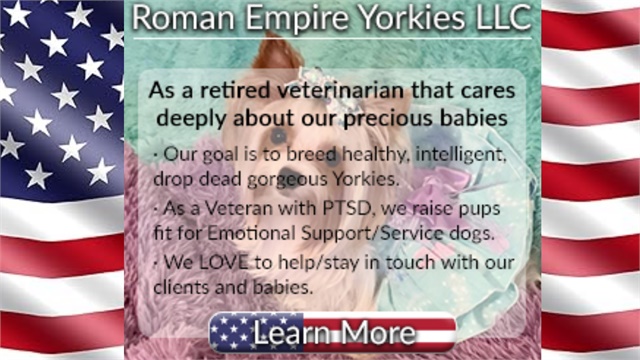 Roman Empire Yorkies